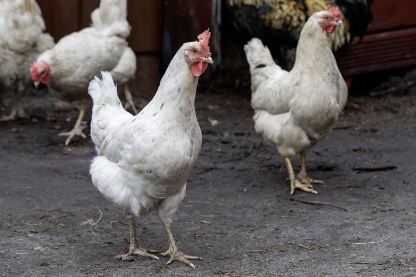 SRI: птичий грипп H5N1 приближается к людям