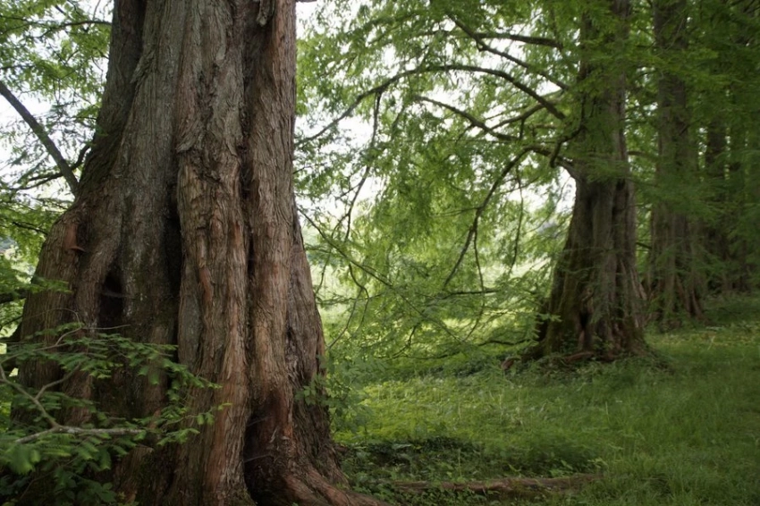 Nature: Через 100 лет планета может потерять до 50% нынешних видов флоры и фауны