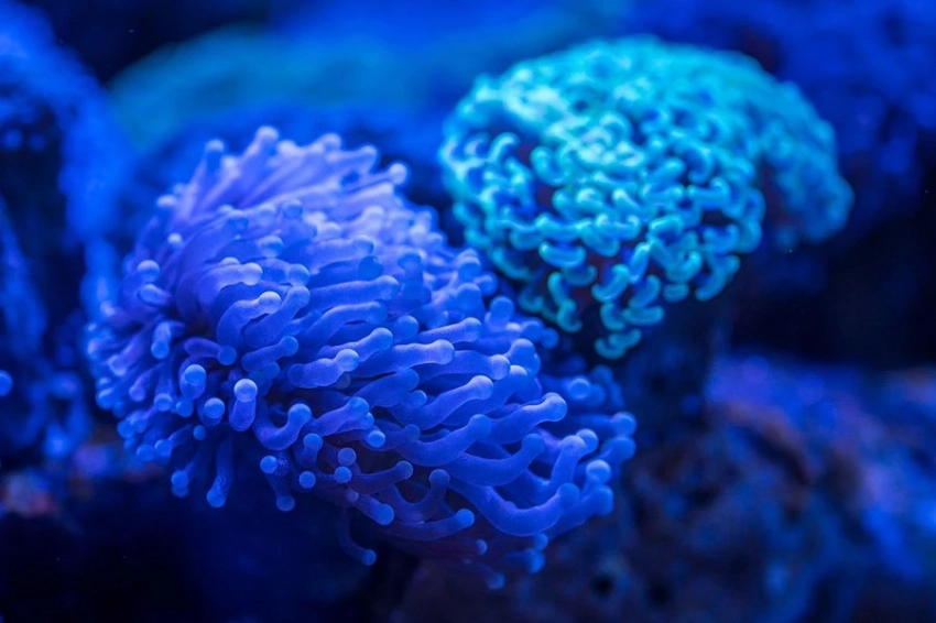 PLOS One: обнаружены новые механизмы подвижности кораллов