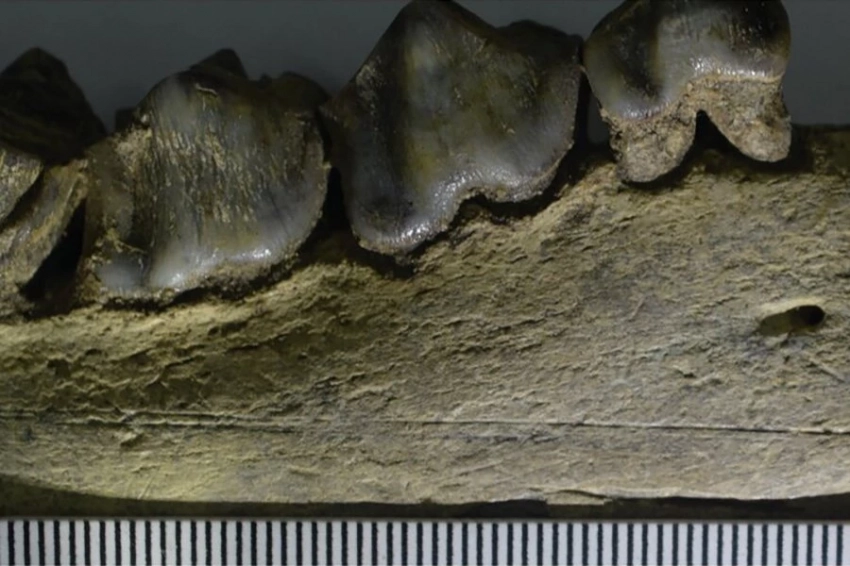Nature: гоминины жили в Европе на 500 000 лет раньше, чем считалось