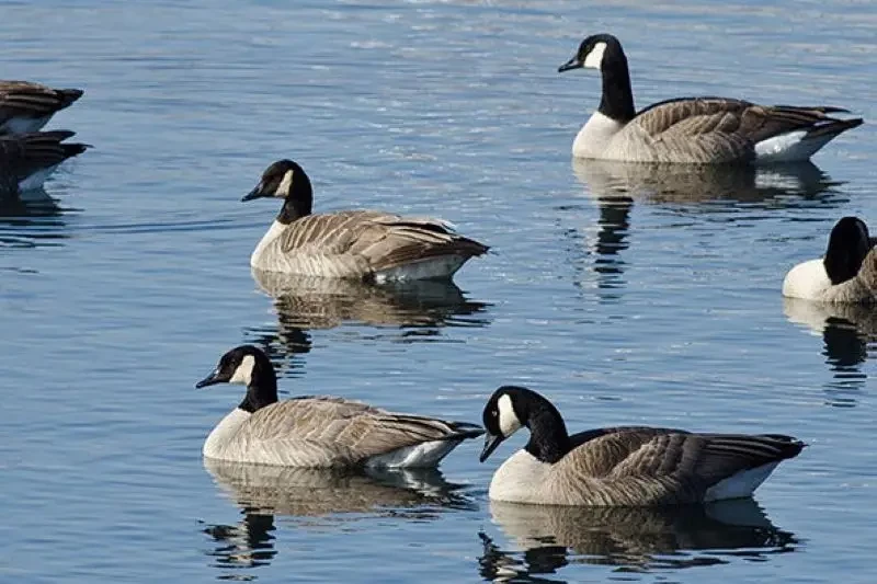 «Медленно отступайте»: Минобороны Канады издало инструкцию на случай конфликта с дикими гусями