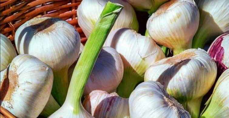 Разнообразные способы хранения озимого чеснока для долгого использования