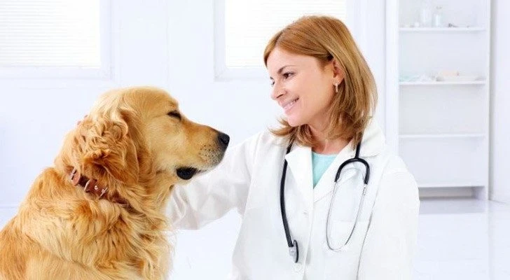 День ветеринарного работника России отмечается 31 августа 2025 года