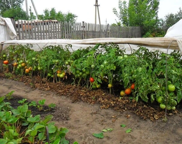 Как быстро довести зеленые помидоры до спелости: секреты хранения