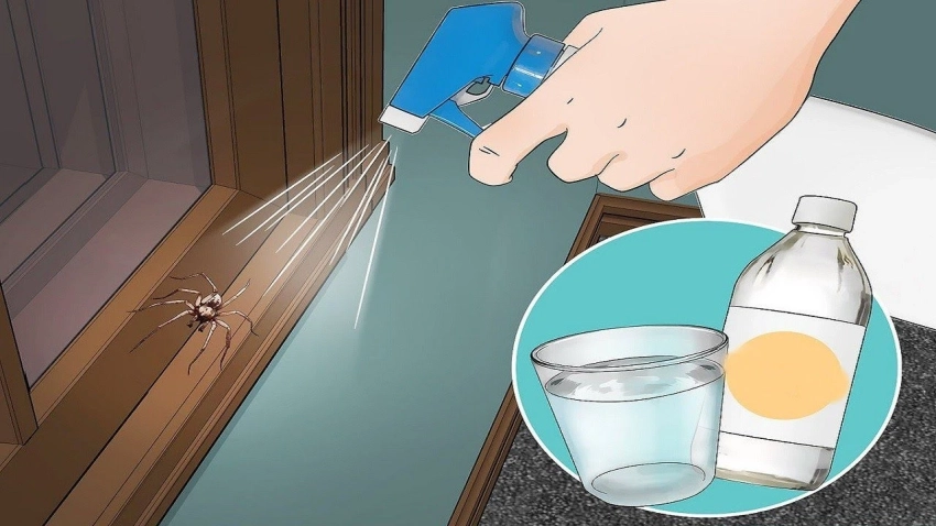 Какое средство на вашей кухне поможет защитить дом от пауков