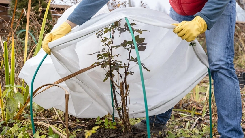 Какие растения нельзя укрывать листвой, потому что это их убивает