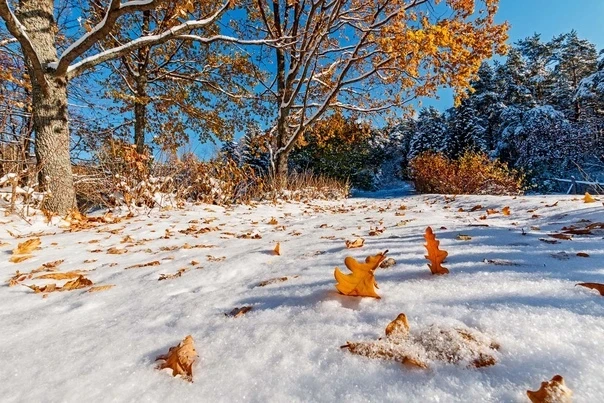 Приметы и традиции праздника день Якова, 5 ноября: почему пора закончить заготовку дров