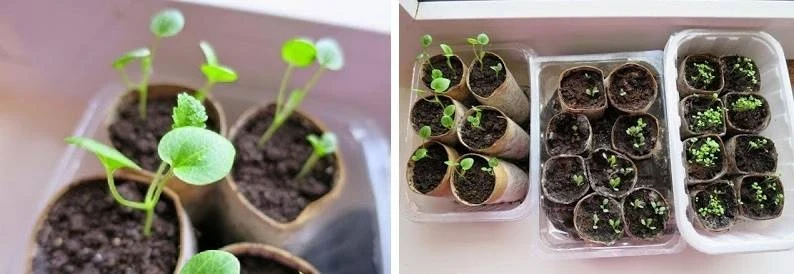 Зимние секреты дачников: какую зелень высадить осенью для раннего урожая