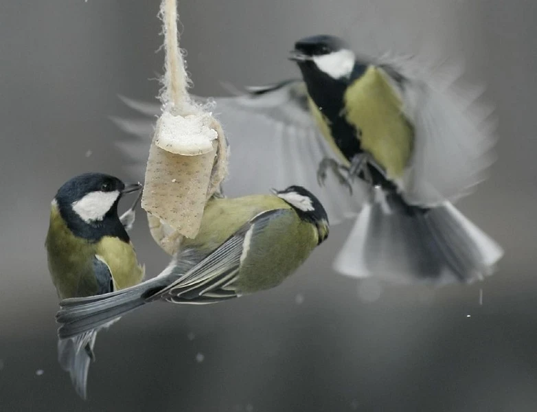 Синичкин день: интересные приметы и традиции 12 ноября
