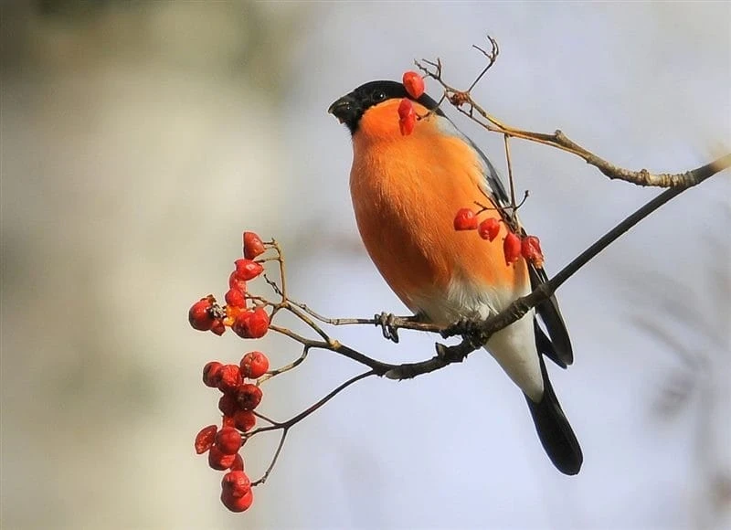 Церковный праздник Спиридон и Никодим отмечается 13 ноября: запреты, традиции, приметы, поверья