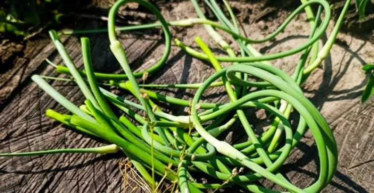 Агромном разъяснил, что делать с чесноком, который взошел