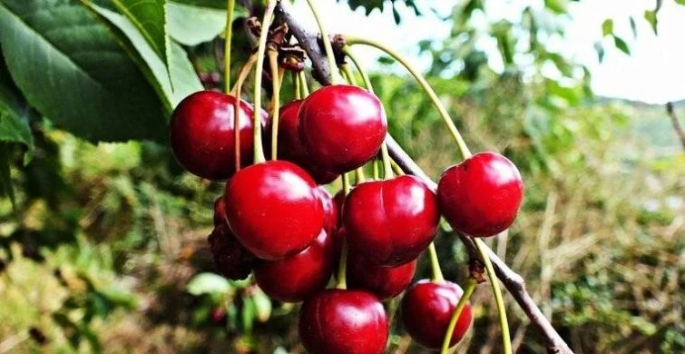 Заботливые секреты: садоводам подсказали, как подготовить вишню к зиме, чтобы собрать большой урожай