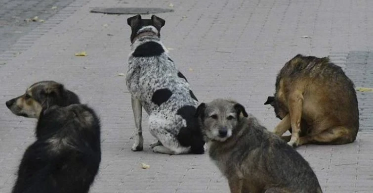 Как спастись при нападении бродячих собак: советы кинолога