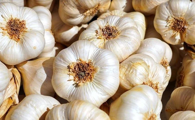 Сажаем заново: что делать, если чеснок взошёл раньше времени — советы опытных огородников