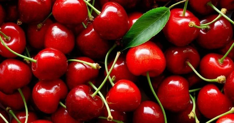 Секреты зимовки вишни: как защитить деревья и обеспечить богатый урожай