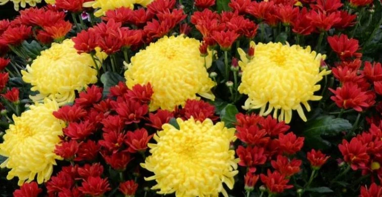 От одного до ста: как легко размножить шаровидные хризантемы