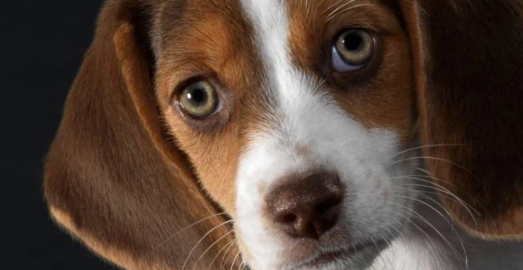 Запретный стол: 10 продуктов, которые могут навредить вашим питомцам