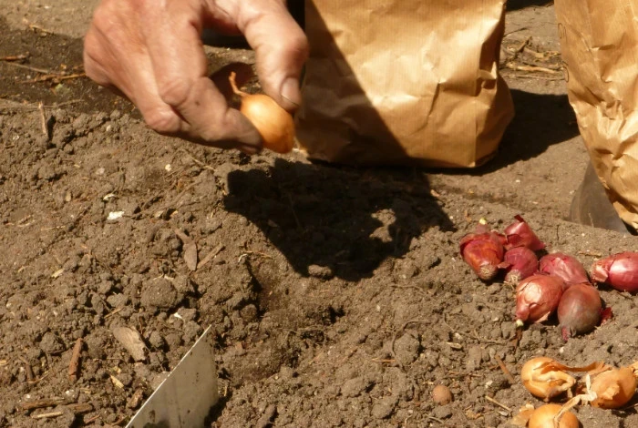 Когда сажать лук под зиму: плюсы и минусы такого способа