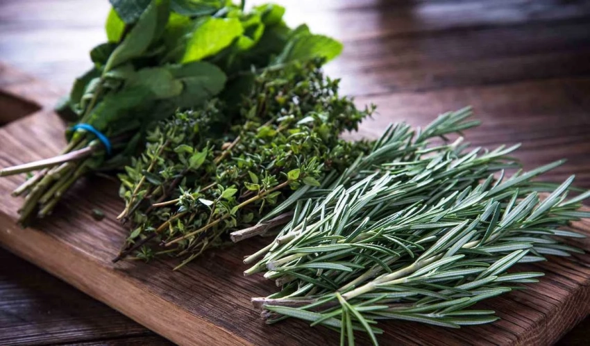 Эти растения в доме привлекут любовь и удачу: магические свойства растений, о которых вы не знали