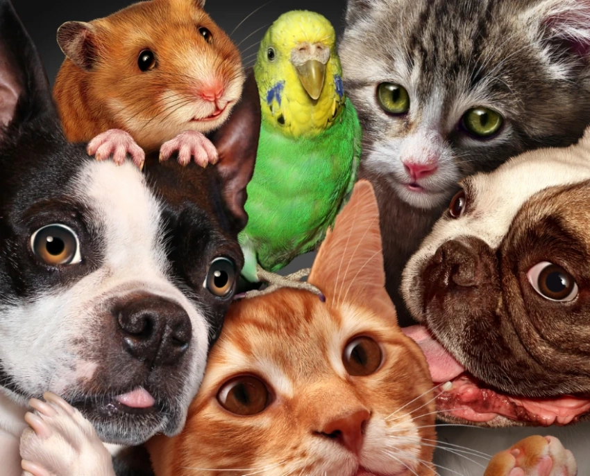 Всемирный день домашних животных ежегодно празднуют 30 ноября