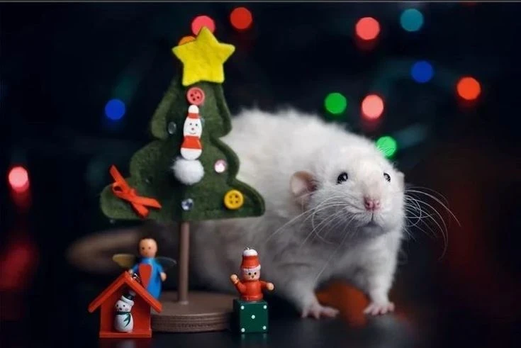 Какие знаки китайского гороскопа в декабре 2025 года ждет карьерный прорыв, а кого судьбоносная встреча