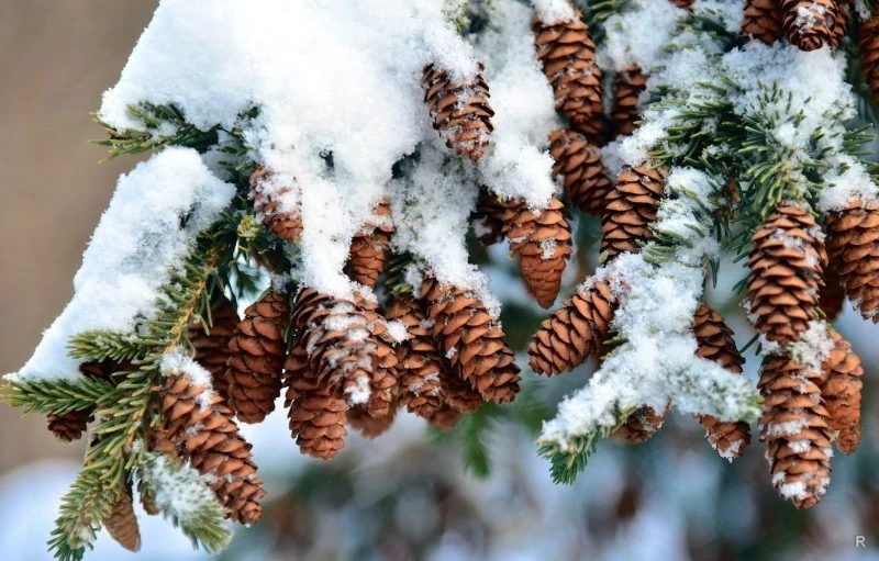 Приметы и традиции праздника Сойкин день, 11 декабря