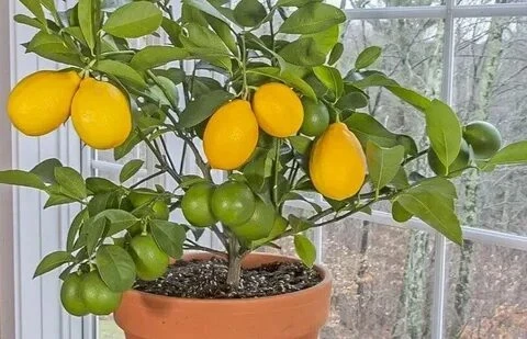 Мини-сад на подоконнике: какие фруктовые деревья будут плодоносить дома