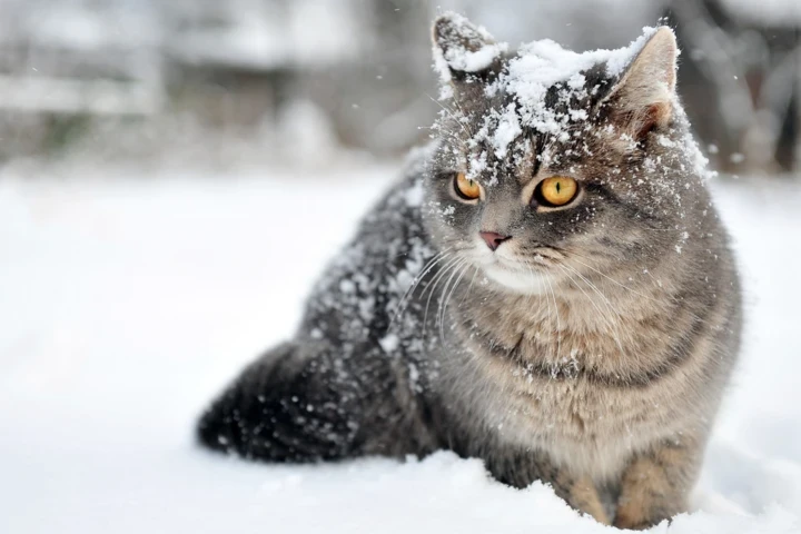 Приметы, что можно и что нельзя делать в день Андрея Зимнего, 13 декабря