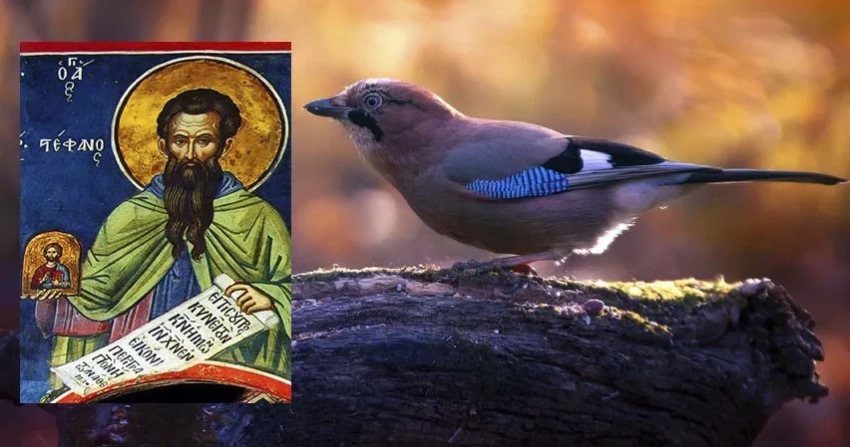 Как провести праздники Иринарха Севастийского и Сойка-вещунья 11 декабря
