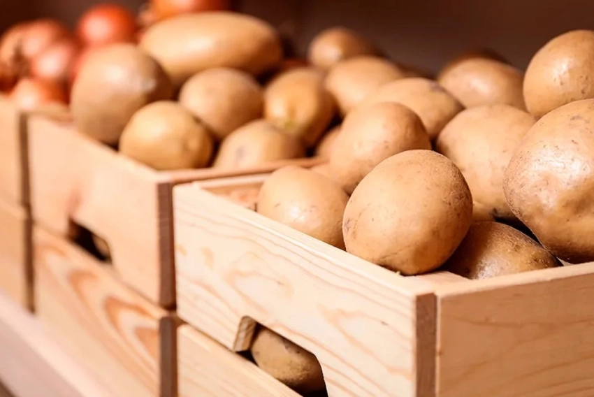 Где и как хранить картошку, чтобы она не прорастала и не сморщивалась 6 месяцев