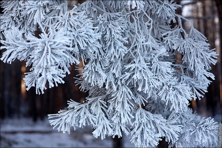 Традиции, запреты, приметы праздника Авдей Радетель, отмечаемый 2 января