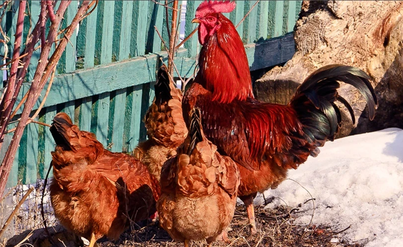 По приметам и поверьям на 15 января можно узнать погоду на ближайшие дни