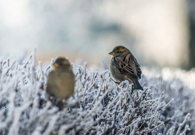 Приметы и обычаи на 16 января 2026 года, в Гордеев день