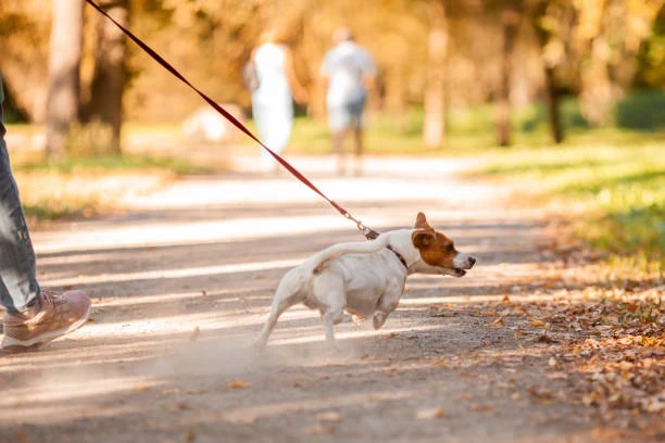 Кинолог поделилась советами, что делать, если собака тянет поводок на прогулке