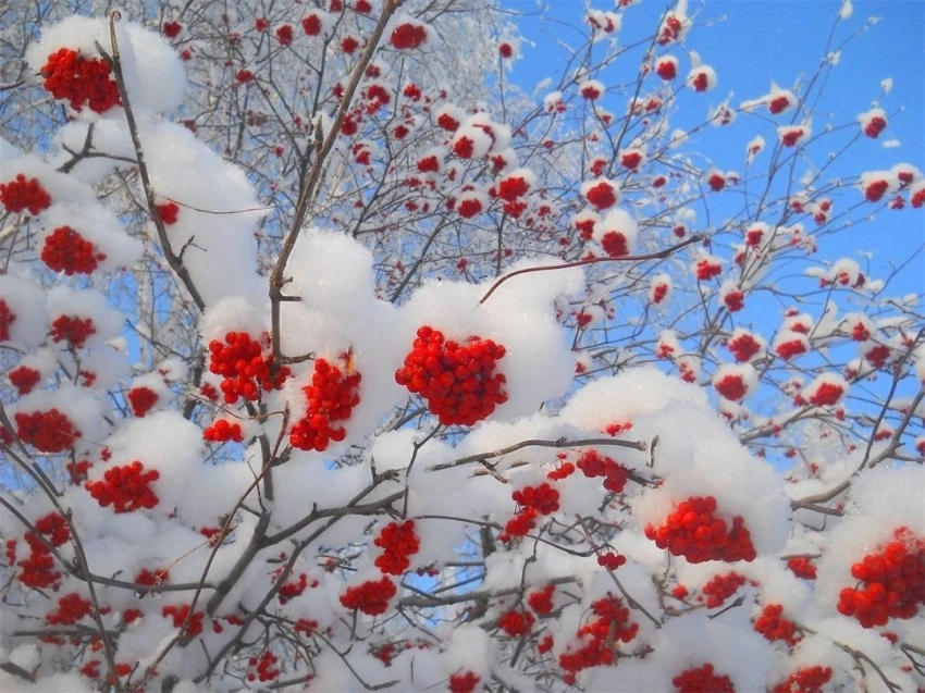 Что можно и чего нельзя делать в Степанов день, 9 января 2026 года, приметы и традиции праздника