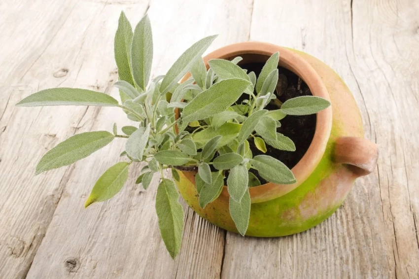 Получите ароматные листья в конце весны: 6 трав, которые стоит начать выращивать из семян уже сейчас