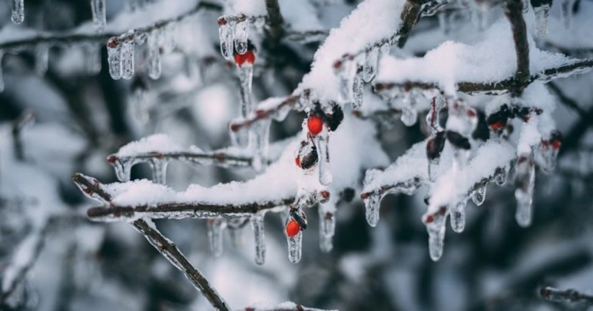 Приметы, традиции и история народного праздника Афанасьев день, отмечаемого 31 января