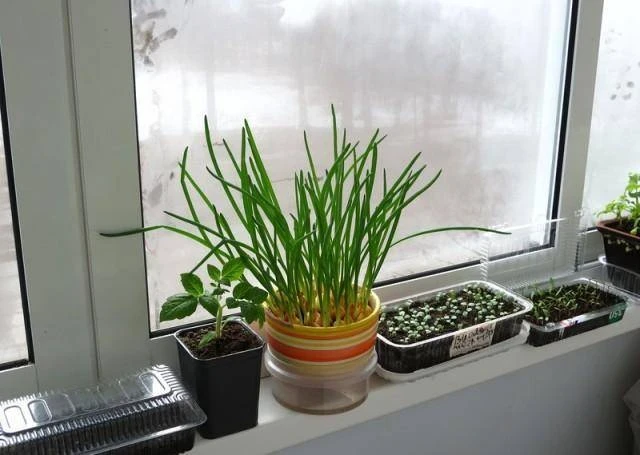 «Готовь рассаду зимой»: открываем сезон в феврале, чтобы лето было урожайным