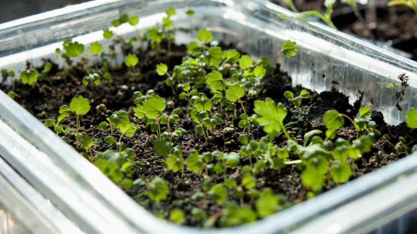 Когда сеять клубнику на рассаду в 2026 году: самые удачные дни