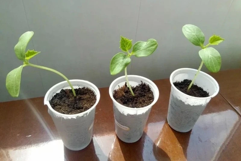 Рассада огурцов сильно вытягивается: обратите внимание на условия выращивания