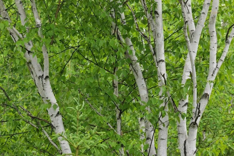 Приносят много проблем: 9 худших деревьев для сада