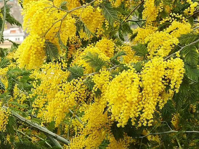 Почему женщинам в подарок на 8 марта чаще всего выбирают мимозы