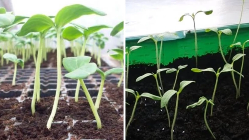 Рассада огурцов сильно вытягивается: обратите внимание на условия выращивания