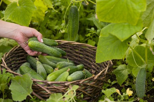 Народные приметы на 2 июня подскажут, каким будет урожай огурцов