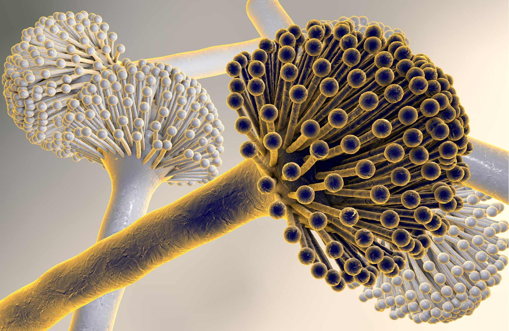 Что за смертоносный грибок Aspergillus, который угрожает погубить миллионы людей